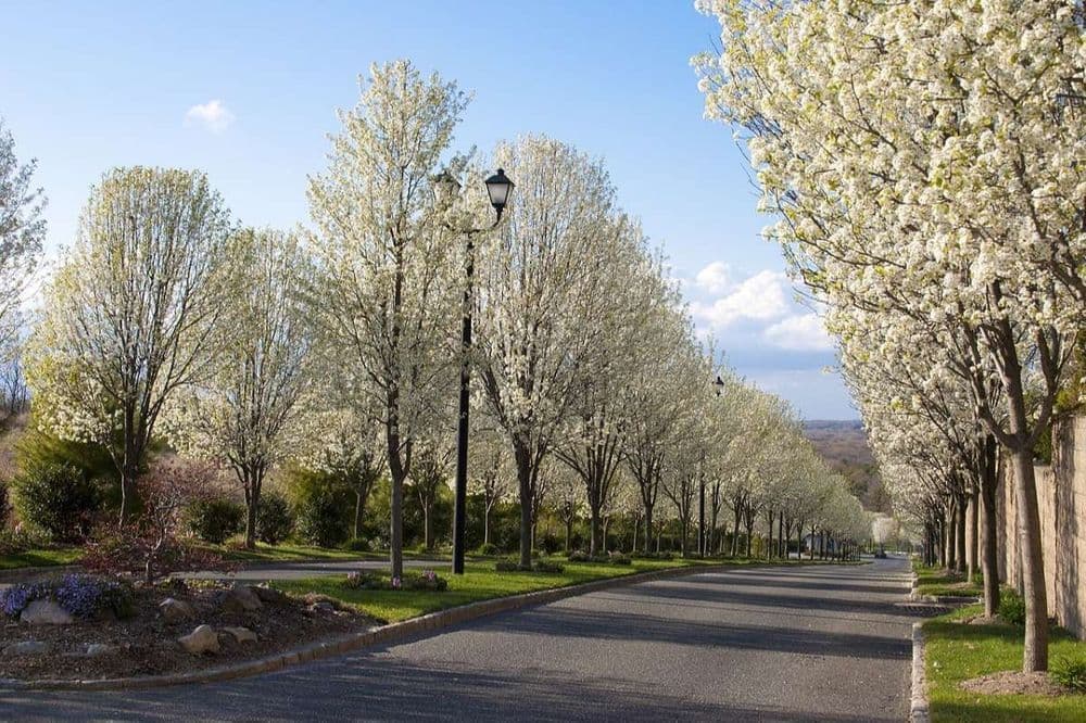 long road with many white trees on both sides